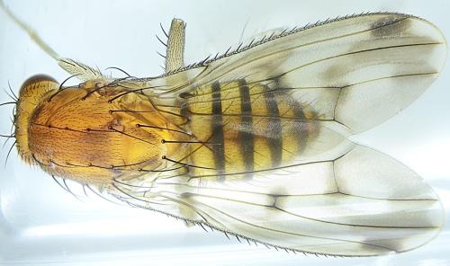 Réf. 333 235 : Suillia variegata